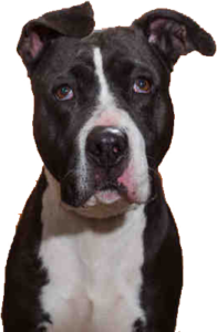 Adopt a dog from the Chula Vista Animal Shelter