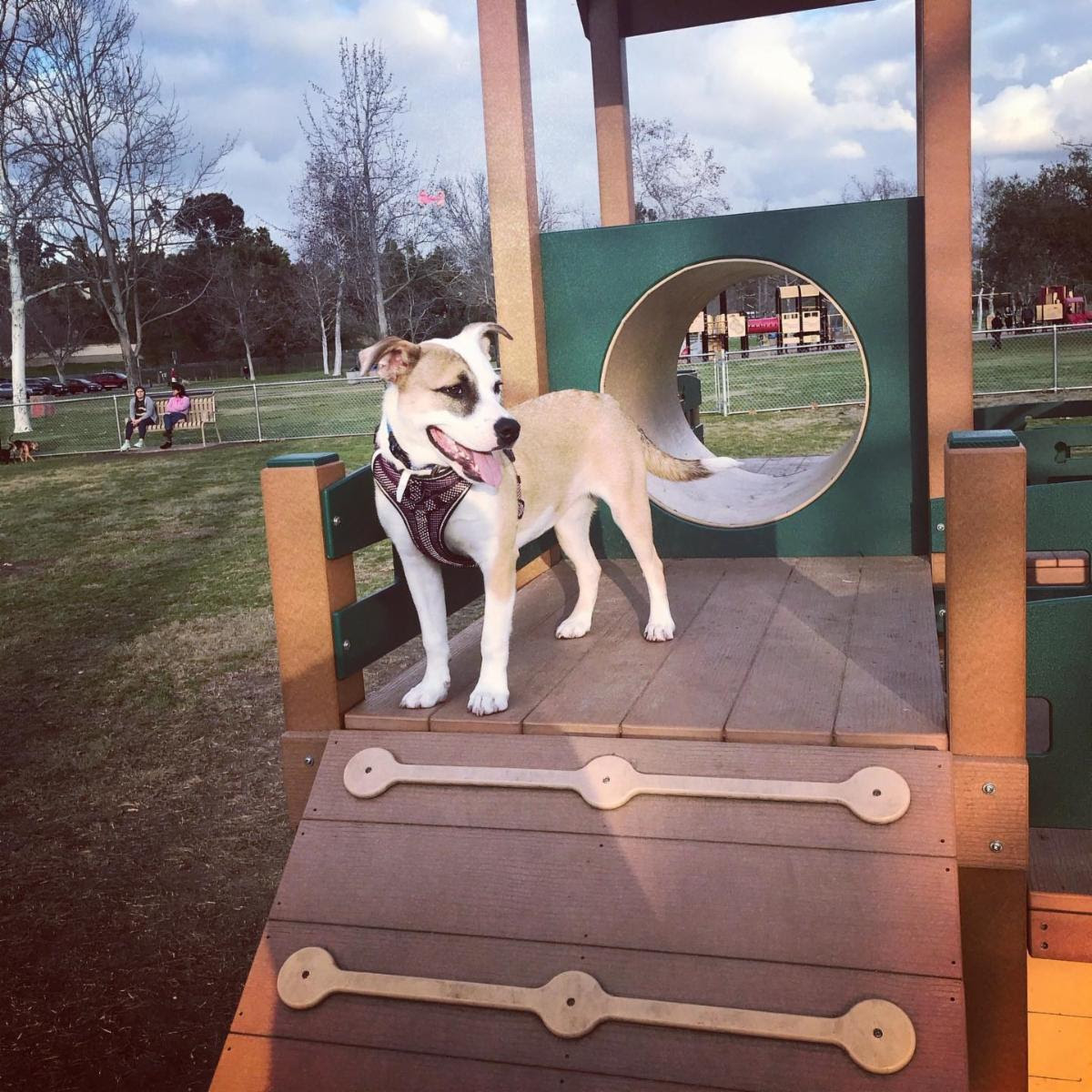 Dog Park